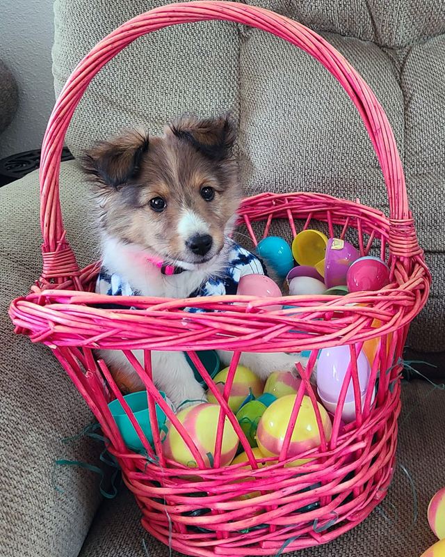Sable and white Sheltie puppy in a pink Easter basket full of plastic eggs