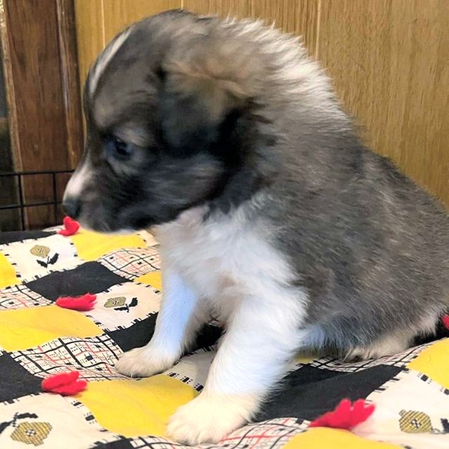 Fluffy gray and white Sheltie puppy sitting on a patchwork quilt