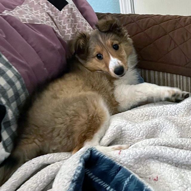 Sable and white Sheltie puppy curled up on a blanket on the couch
