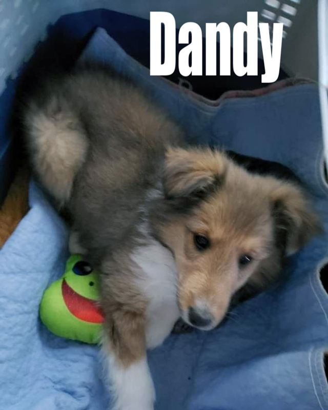 Brag Photo Dandy