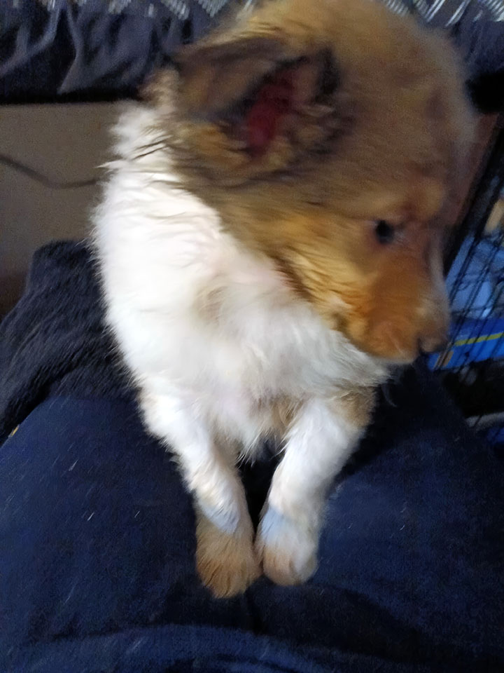 Puppy on lap