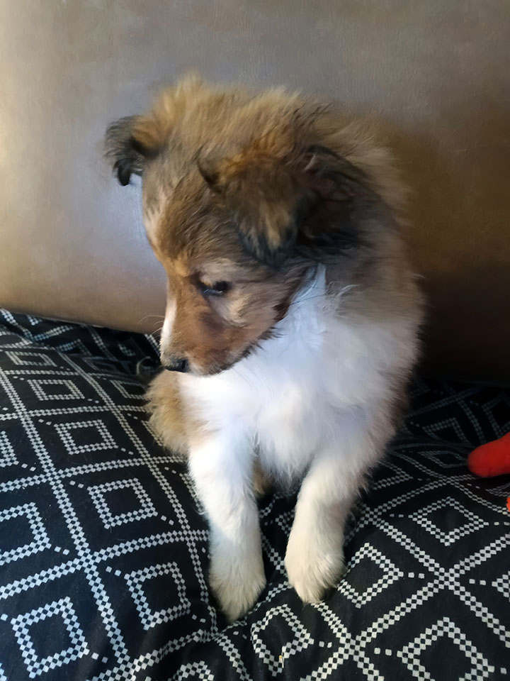 Puppy looking down