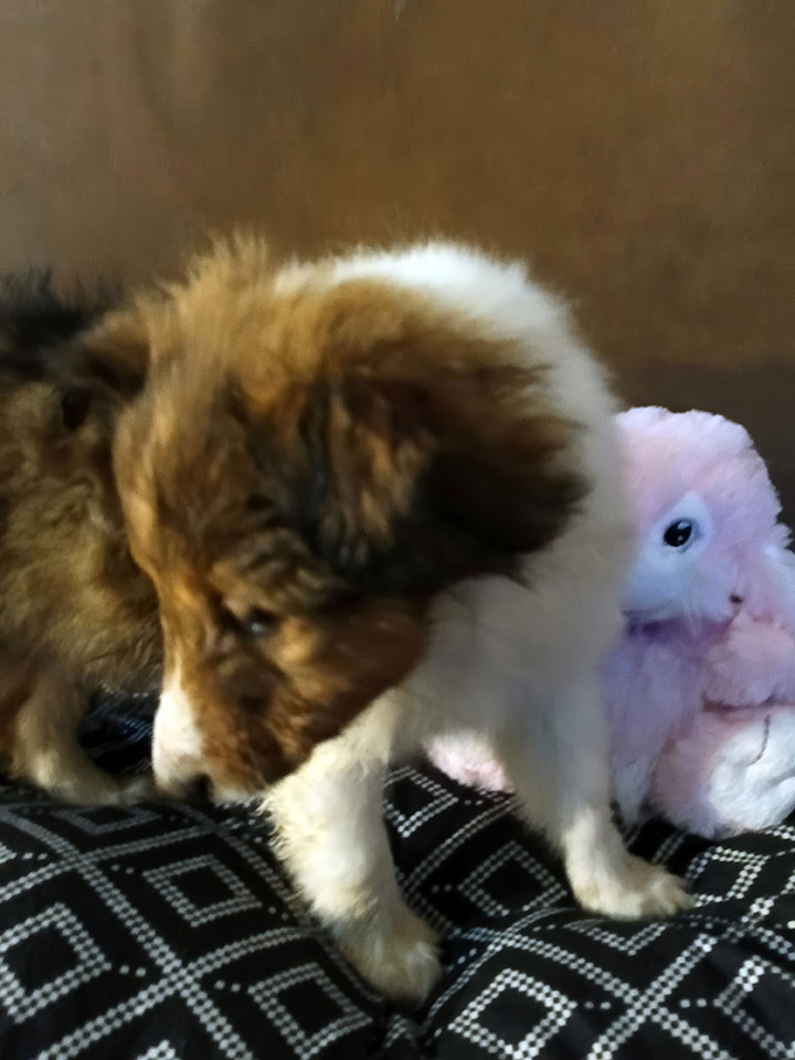 Puppy with pink toy