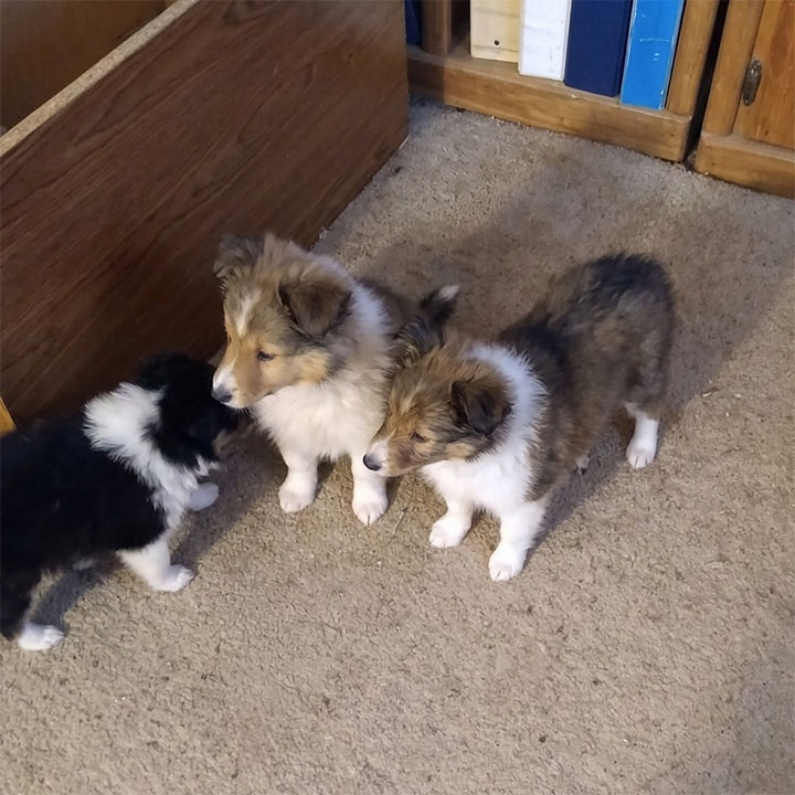Puppies on carpet
