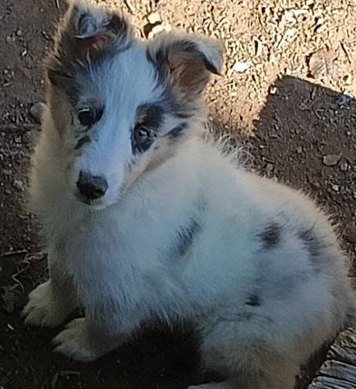 Misty, a blue merle Sheltie puppy, sitting and looking up at the camera