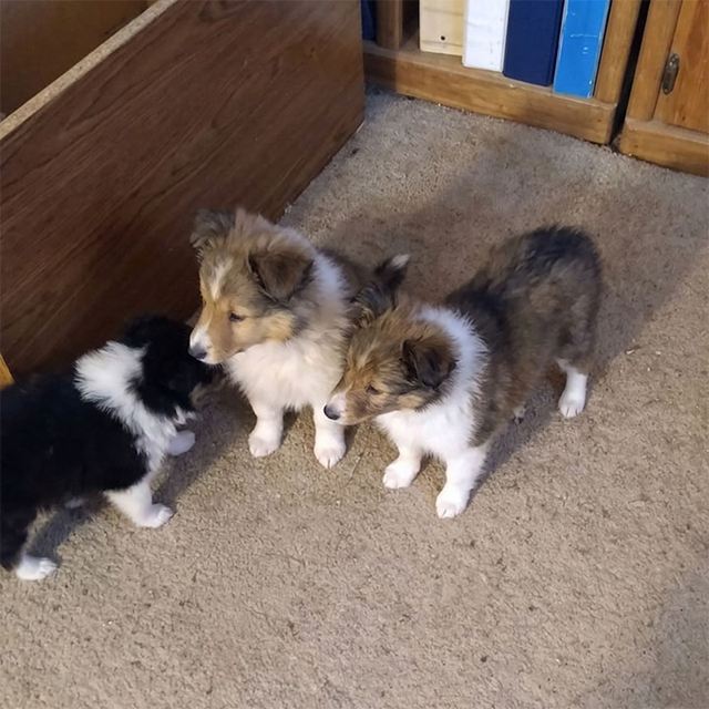 Puppies on carpet
