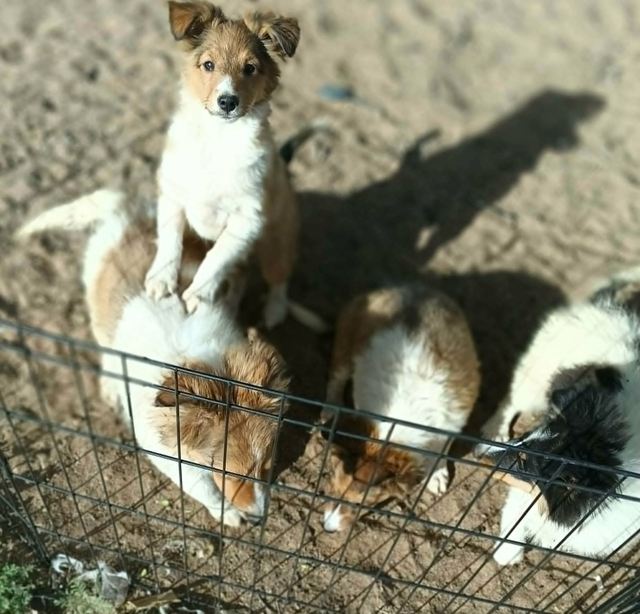 Puppies playing outside